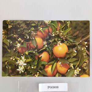Orange Tree Branch Florida 1970s Postcard 1979 Koppel Color Cards